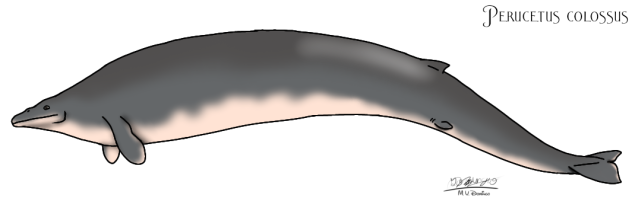 Perucetus colossus (1.1)