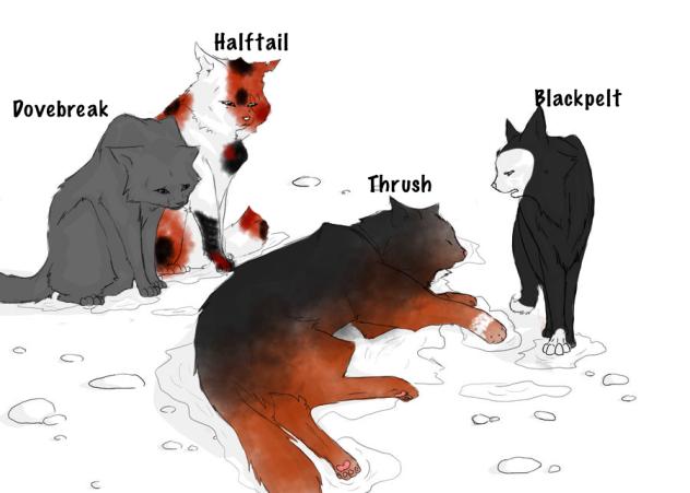 Thrush the leader of Windclan dies