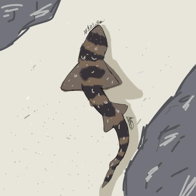 bamboo shark