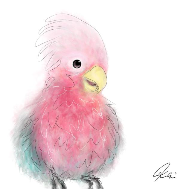 モモイロインコ　Galah