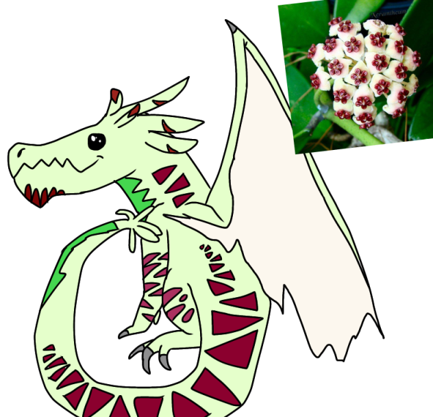 Hoya