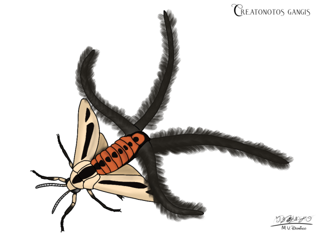 Creatonotos gangis