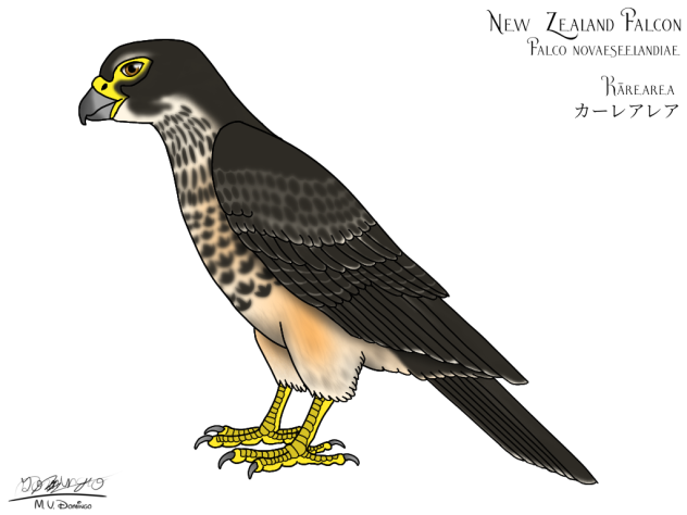 New Zealand Falcon