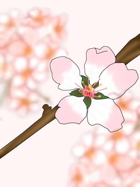 벗꽃