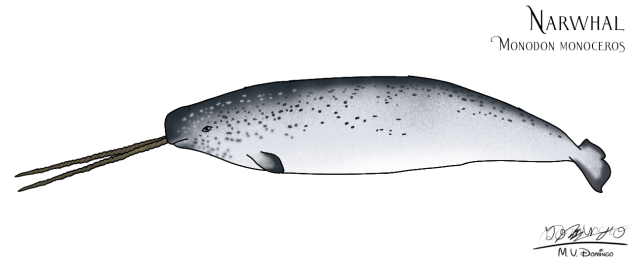 Narwhal male two tusks