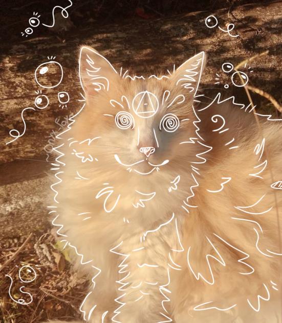 ⭐️Cat Therian⭐️
