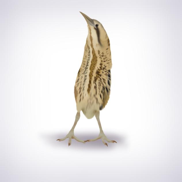 VerticalBird