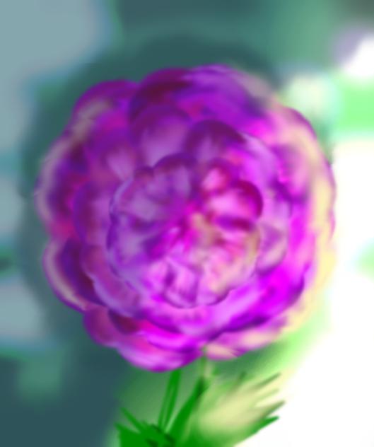 Peony( I think)