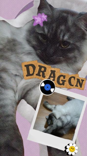 Dragon 🎀🐾