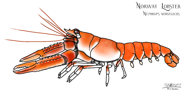 Norway Lobster