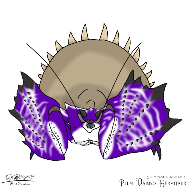 Plum Daimyo Hermitaur
