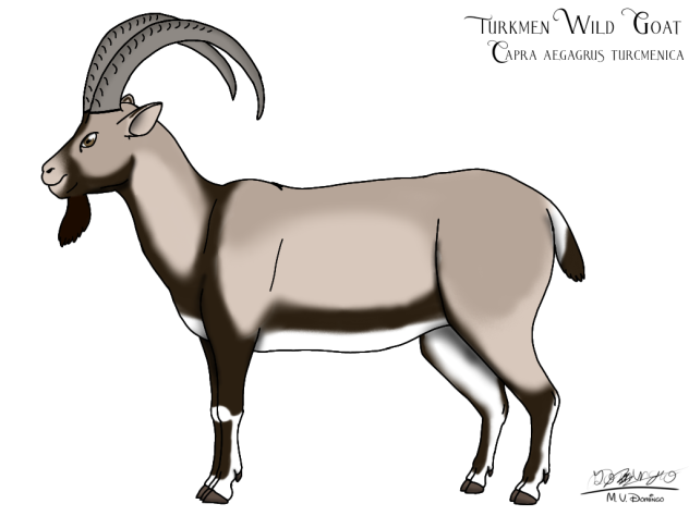 Turkmen Wild Goat