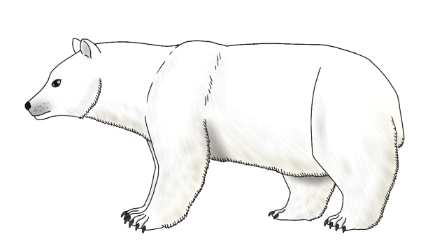 Polar Bear render