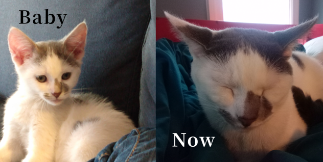 My Cat Dan!♥