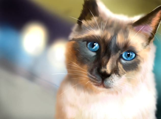 シャム猫