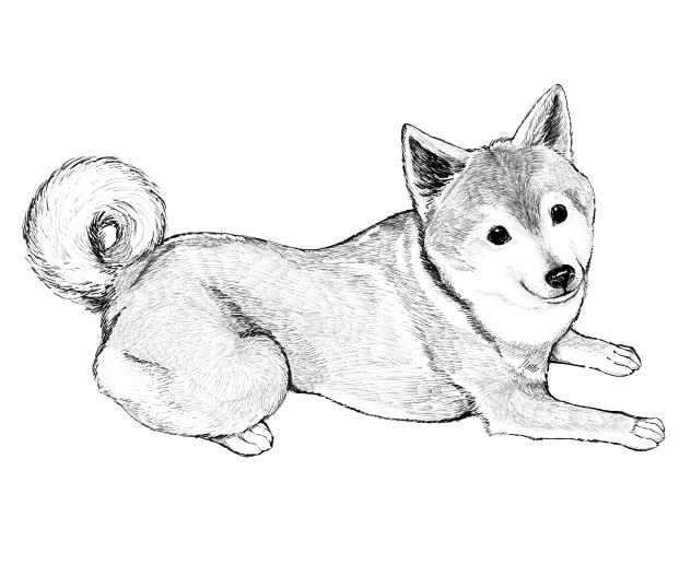 柴犬　ふせ