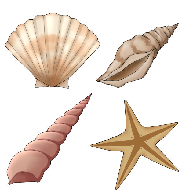 Sea shells ibisPaint