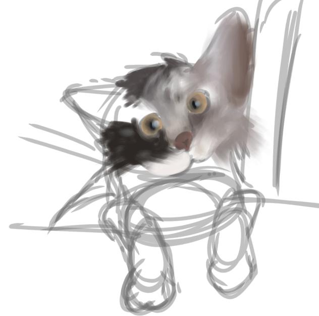 cat.