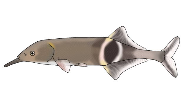 Peter's Elephantnose Fish2