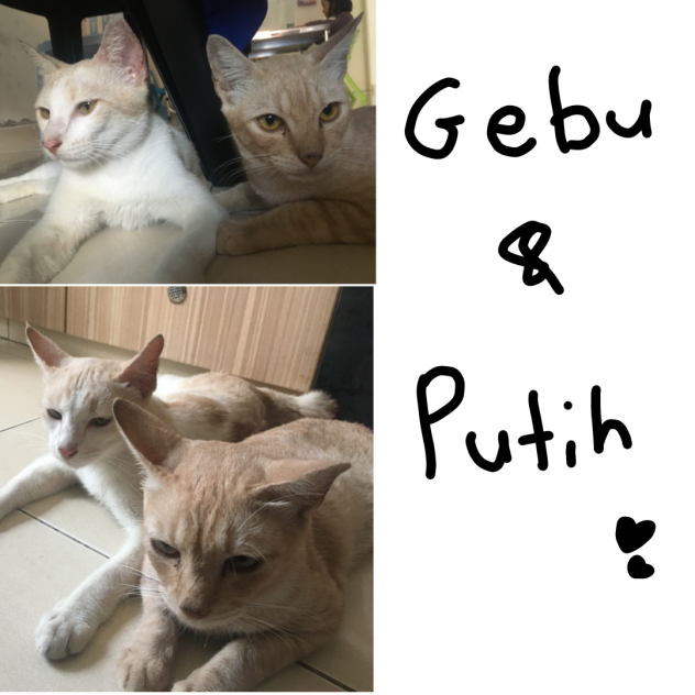 Gebu and Putih