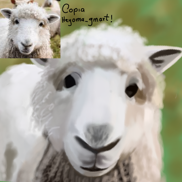 copia (oveja)