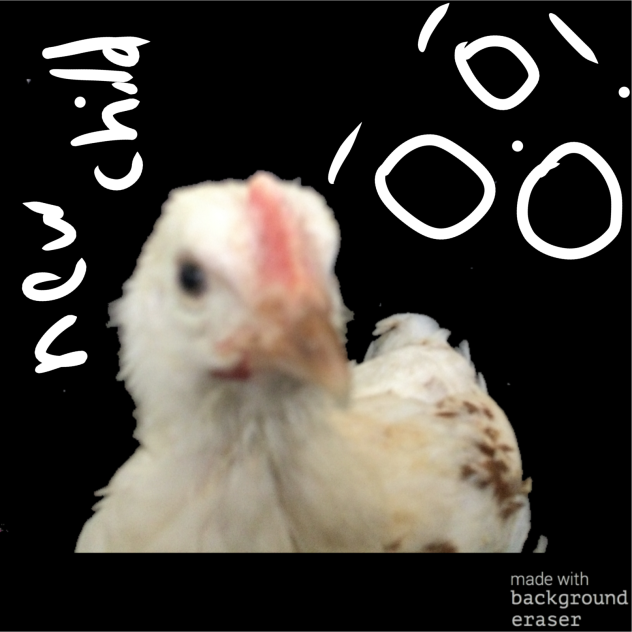 NEW CHICK