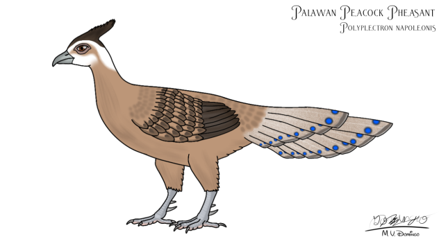 Palawan Peacock Pheasant f adjust