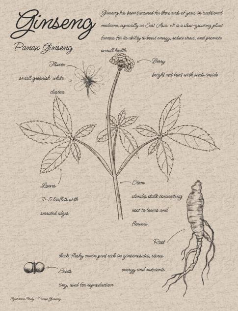 Botanical Study Page Ginseng