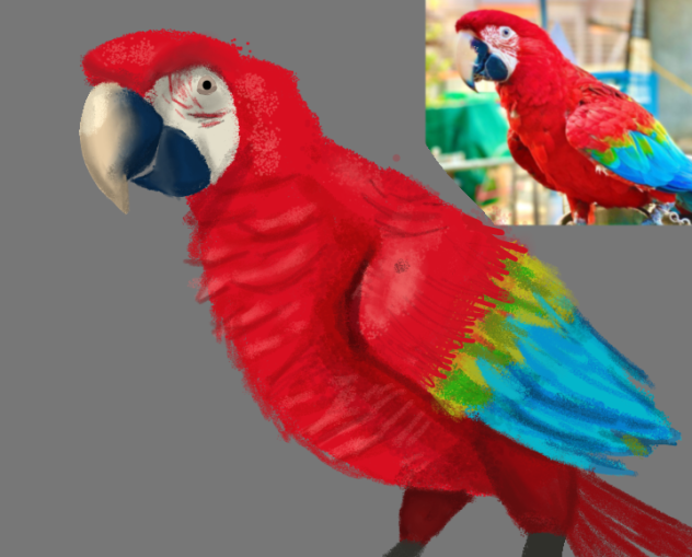 Realistic Parrot drawing