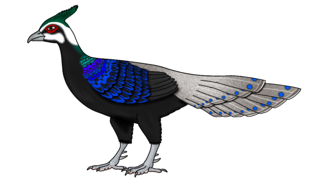 Palawan Peacock Pheasant m adj