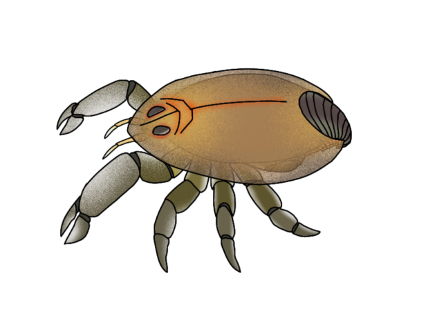 Common Goumpamba render
