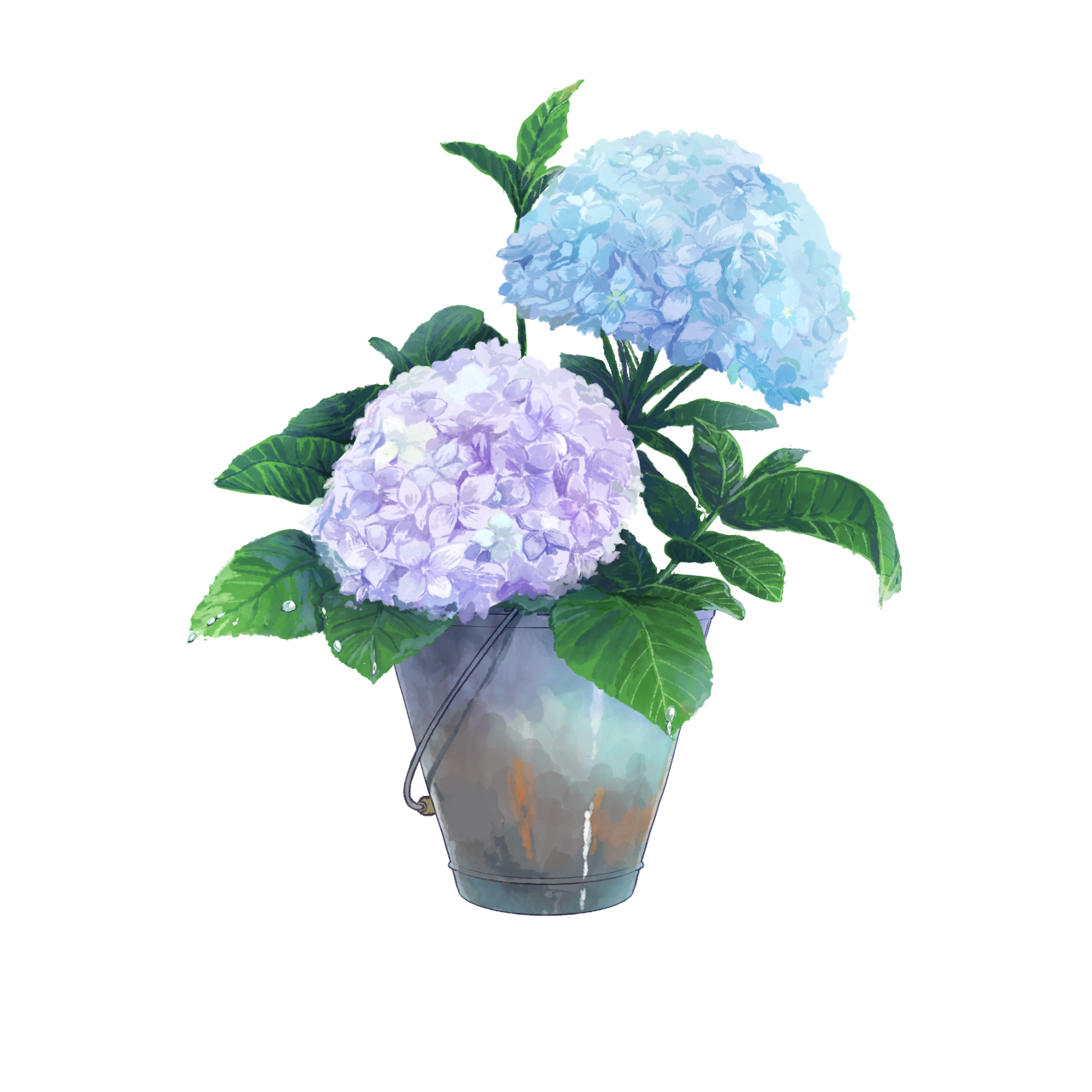 雨上がりの紫陽花 Ibispaint