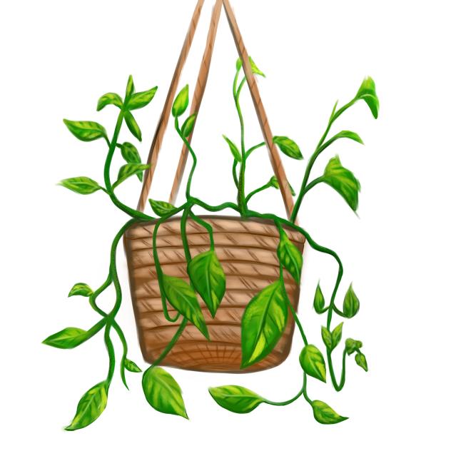 Pothos
