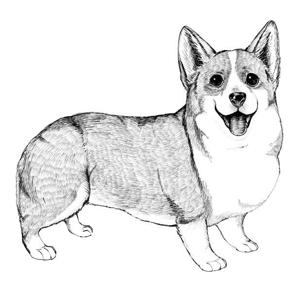 コーギー