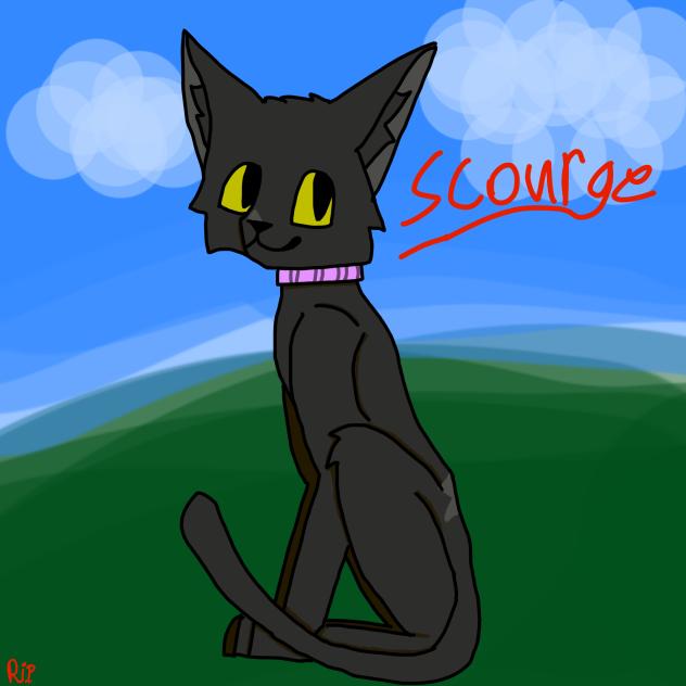 my cat