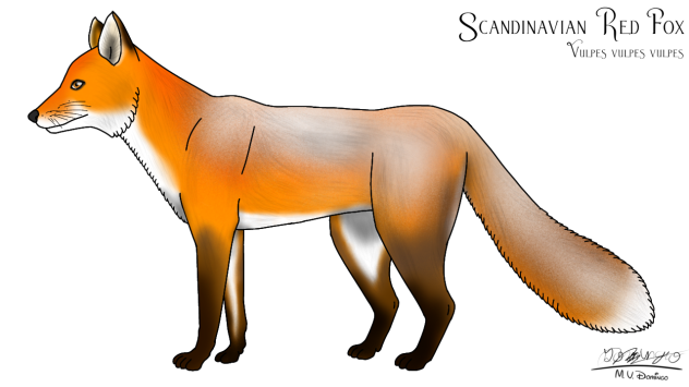Scandinavian Red Fox