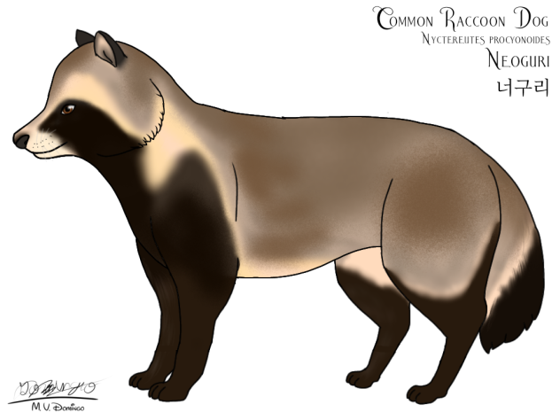 Common Raccoon Dog