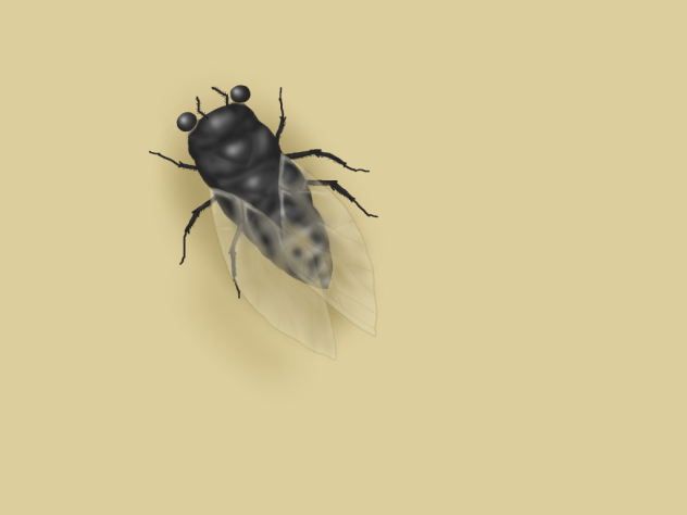 蝉
