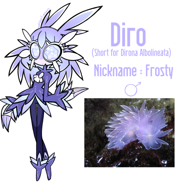 Dirona Albolineata aka frosted sea slug