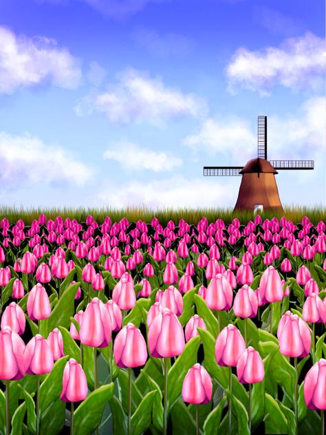 Tulip Field Morning
