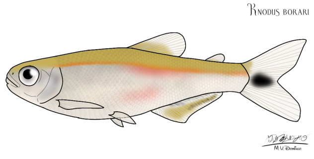 𝐾𝑛𝑜𝑑𝑢𝑠 𝑏𝑜𝑟𝑎𝑟𝑖 - Knodus borari