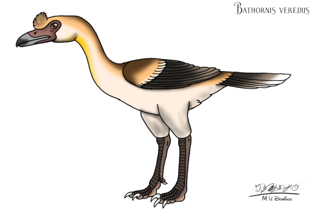 Bathornis veredus