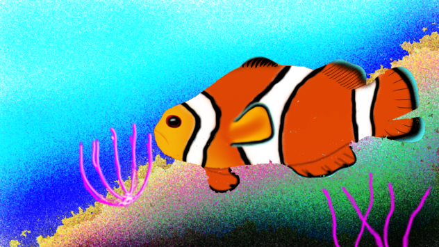 Clown Fish