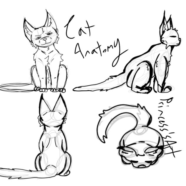 Kitty anatomy  studies