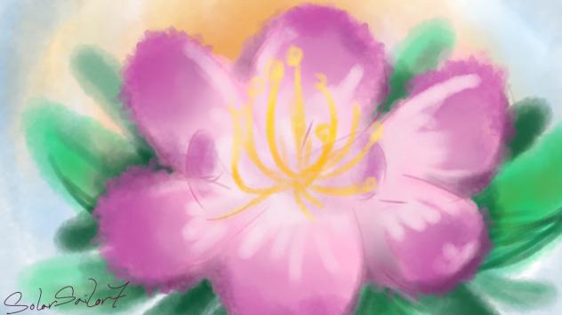 Magnolia
