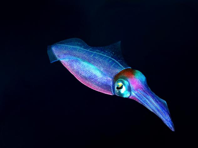 squid 4000