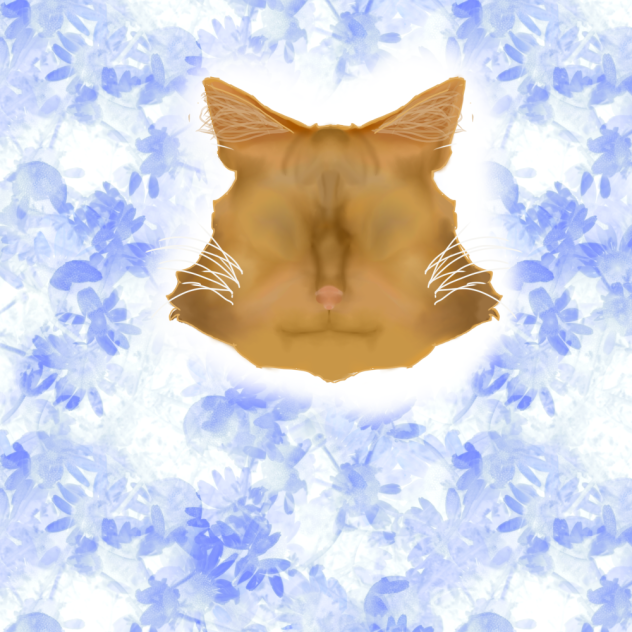 the head of the cat