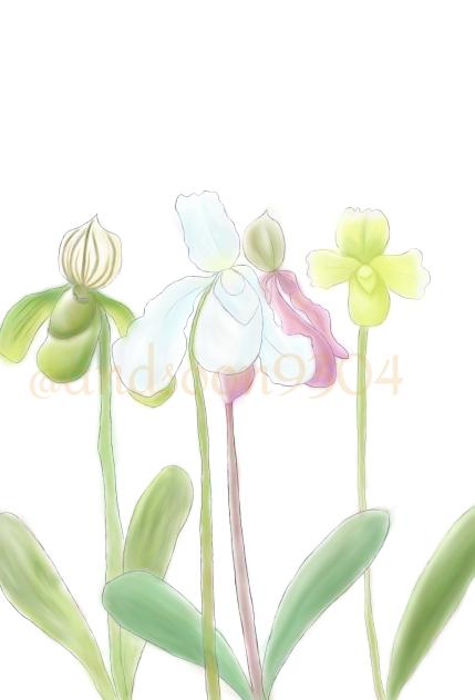 パフィオペディラム