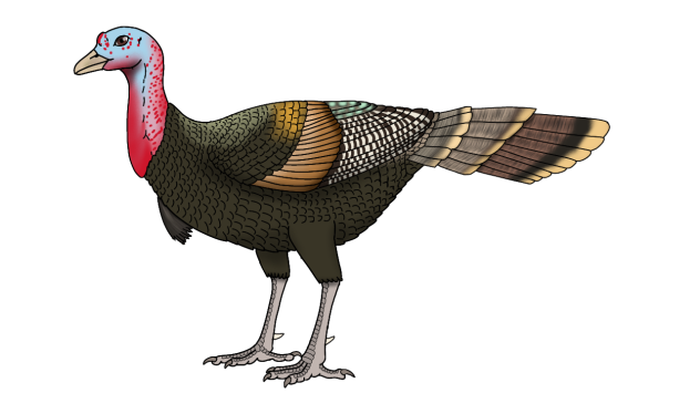 Wild Turkey render