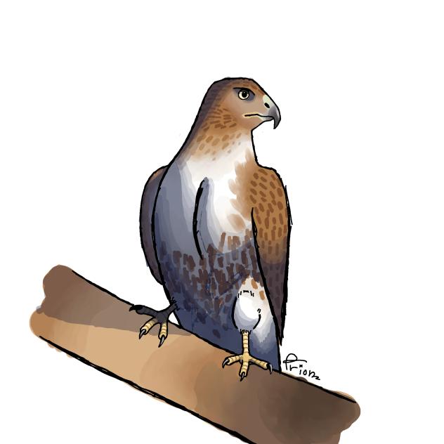 Hawk that looks like it has cancer